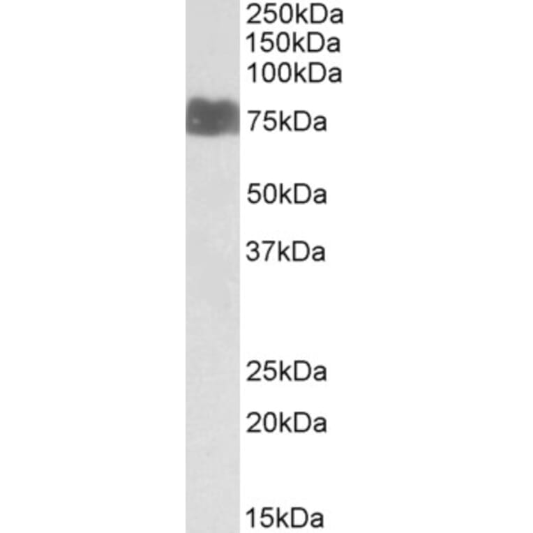 Western Blot - Anti-LARGE1 Antibody (A83595) - Antibodies.com