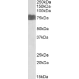 Western Blot - Anti-LARGE1 Antibody (A83595) - Antibodies.com