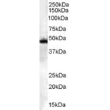 Western Blot - Anti-CSK Antibody (A83596) - Antibodies.com