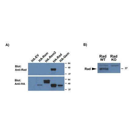 Western Blot - Anti-RRAD Antibody (A83598) - Antibodies.com