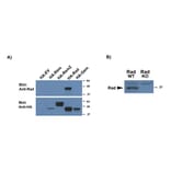 Western Blot - Anti-RRAD Antibody (A83598) - Antibodies.com