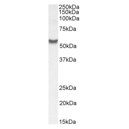 Western Blot - Anti-SLC7A6 Antibody (A83599) - Antibodies.com