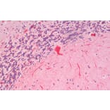 Immunohistochemistry - Anti-SLC7A6 Antibody (A83599) - Antibodies.com