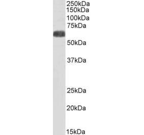 Western Blot - Anti-SLC7A6 Antibody (A83600) - Antibodies.com