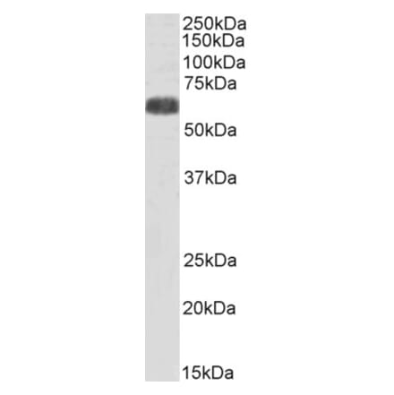 Western Blot - Anti-SLC7A6 Antibody (A83600) - Antibodies.com