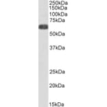 Western Blot - Anti-SLC7A6 Antibody (A83600) - Antibodies.com