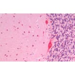 Immunohistochemistry - Anti-SLC7A6 Antibody (A83600) - Antibodies.com