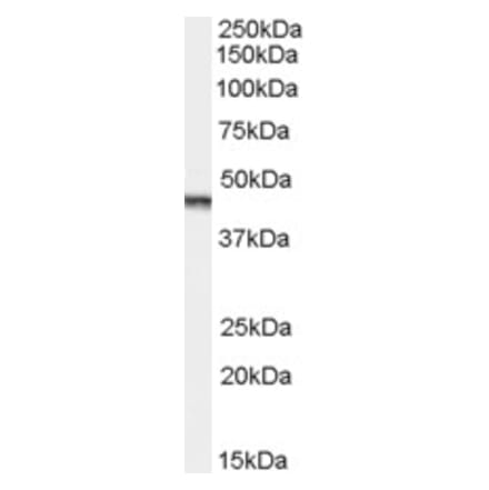 Western Blot - Anti-Aurora A Antibody (A83601) - Antibodies.com