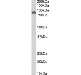 Western Blot - Anti-Zyxin Antibody (A83602) - Antibodies.com