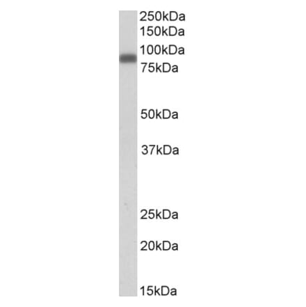 Western Blot - Anti-Zyxin Antibody (A83602) - Antibodies.com