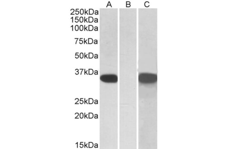 Western Blot - Anti-CRISP2 Antibody (A83603) - Antibodies.com