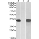 Western Blot - Anti-CRISP2 Antibody (A83603) - Antibodies.com