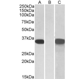Western Blot - Anti-CRISP2 Antibody (A83603) - Antibodies.com
