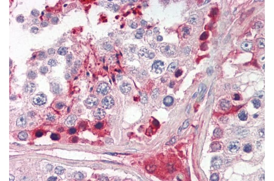 Immunohistochemistry - Anti-CRISP2 Antibody (A83603) - Antibodies.com