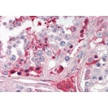 Immunohistochemistry - Anti-CRISP2 Antibody (A83603) - Antibodies.com