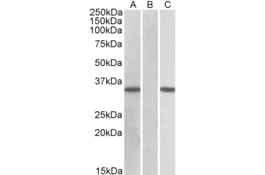 Western Blot - Anti-CRISP2 Antibody (A83604) - Antibodies.com