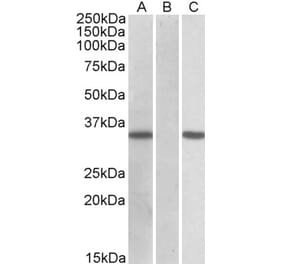 Western Blot - Anti-CRISP2 Antibody (A83604) - Antibodies.com