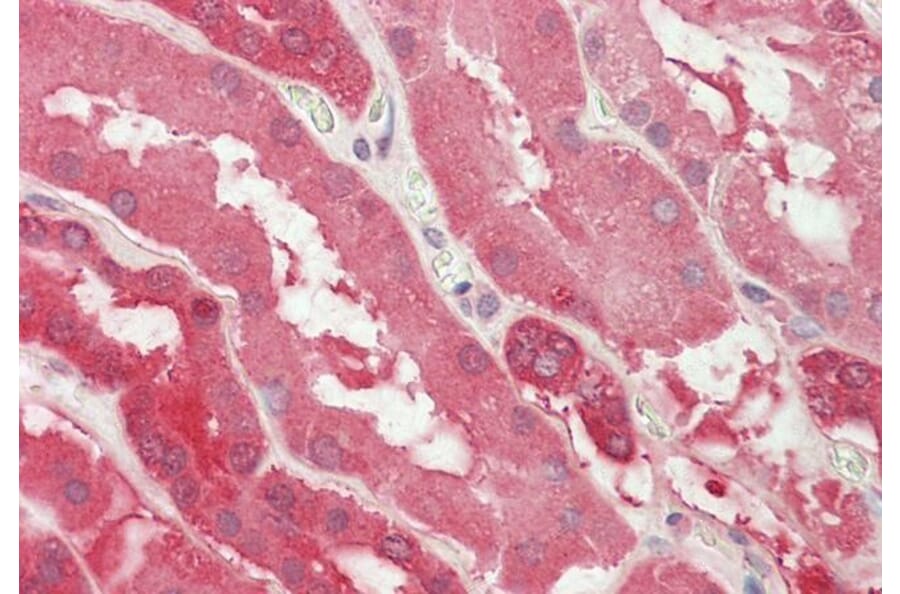 Immunohistochemistry - Anti-Lactate Dehydrogenase B/LDH-B Antibody (A83610) - Antibodies.com