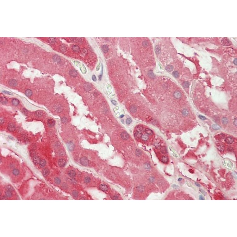 Immunohistochemistry - Anti-Lactate Dehydrogenase B/LDH-B Antibody (A83610) - Antibodies.com