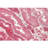 Immunohistochemistry - Anti-Lactate Dehydrogenase B/LDH-B Antibody (A83610) - Antibodies.com