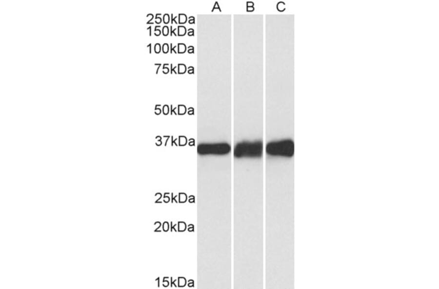 Western Blot - Anti-Lactate Dehydrogenase B/LDH-B Antibody (A83611) - Antibodies.com