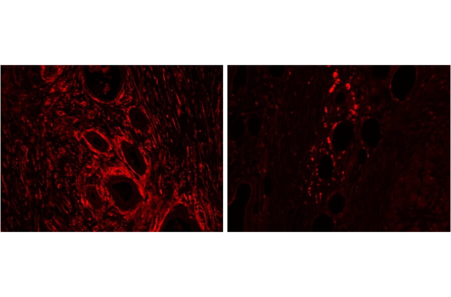 Immunohistochemistry - Anti-HO-2 Antibody (A83612) - Antibodies.com