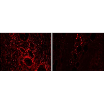 Immunohistochemistry - Anti-HO-2 Antibody (A83612) - Antibodies.com