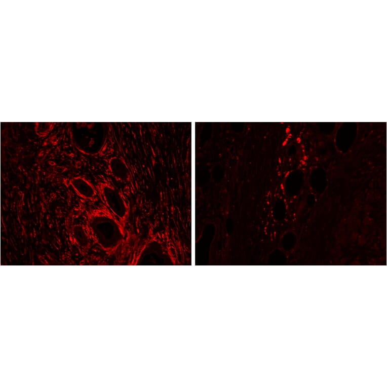 Immunohistochemistry - Anti-HO-2 Antibody (A83612) - Antibodies.com