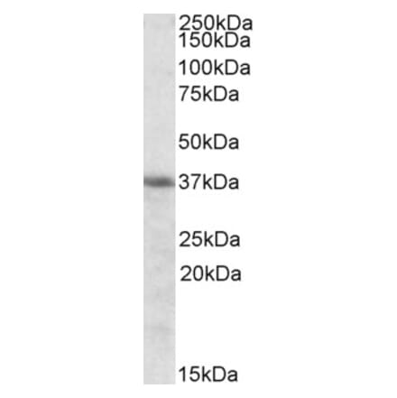 Western Blot - Anti-HMOX2 Antibody (A83612) - Antibodies.com
