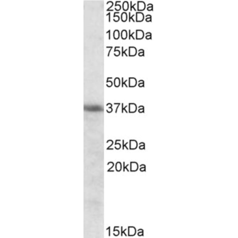 Western Blot - Anti-HO-2 Antibody (A83612) - Antibodies.com