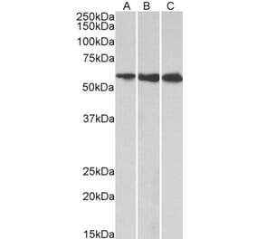 Western Blot - Anti-HMGCS1 Antibody (A83613) - Antibodies.com