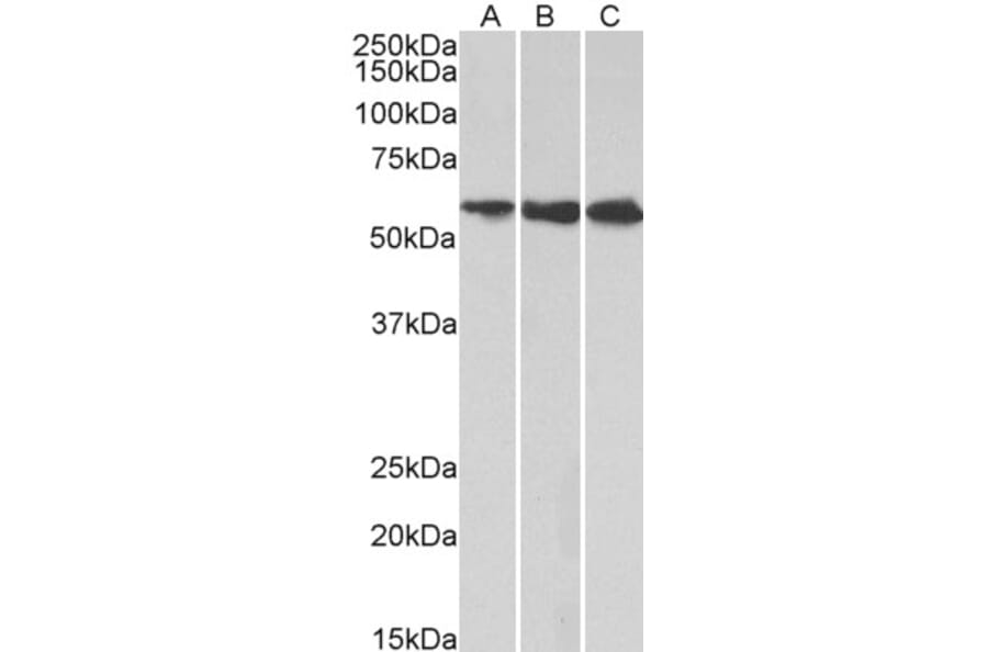 Western Blot - Anti-HMGCS1 Antibody (A83613) - Antibodies.com