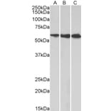 Western Blot - Anti-HMGCS1 Antibody (A83613) - Antibodies.com