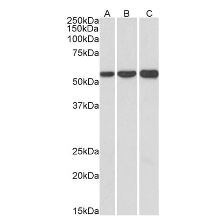 Western Blot - Anti-HMGCS1 Antibody (A83614) - Antibodies.com