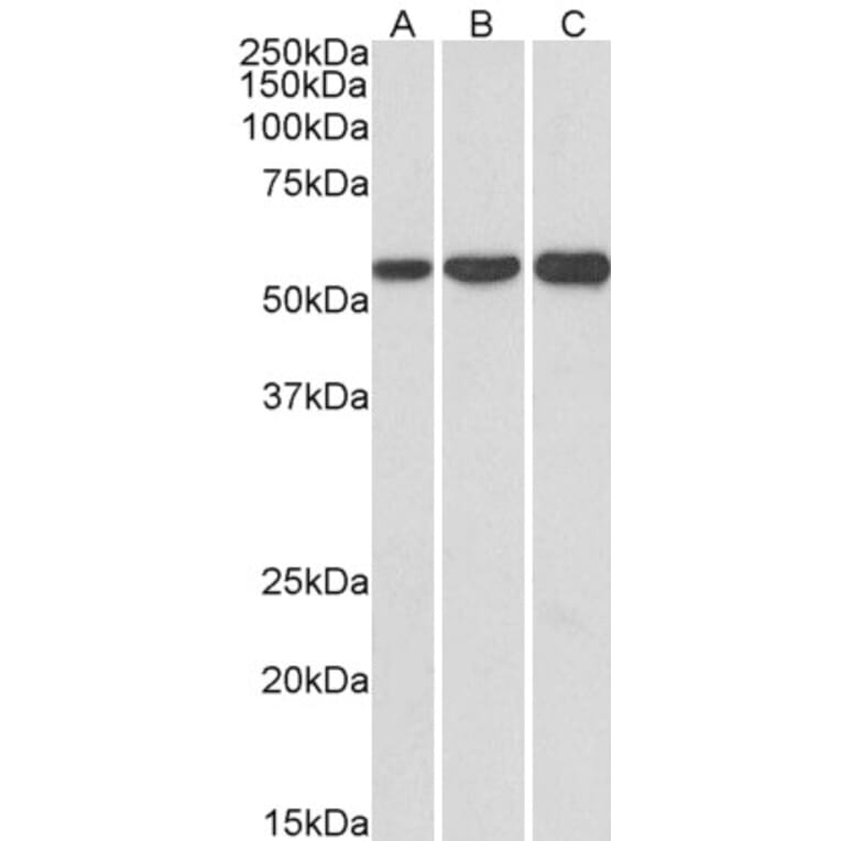 Western Blot - Anti-HMGCS1 Antibody (A83614) - Antibodies.com