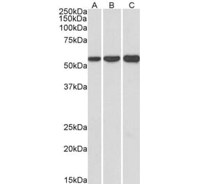 Western Blot - Anti-HMGCS1 Antibody (A83614) - Antibodies.com