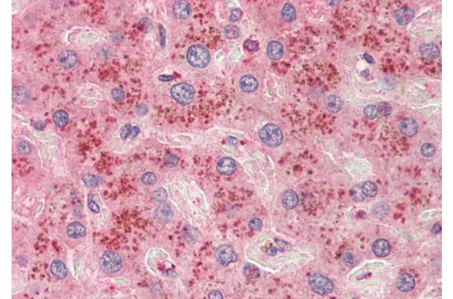 Immunohistochemistry - Anti-BGT-1 Antibody (A83618) - Antibodies.com