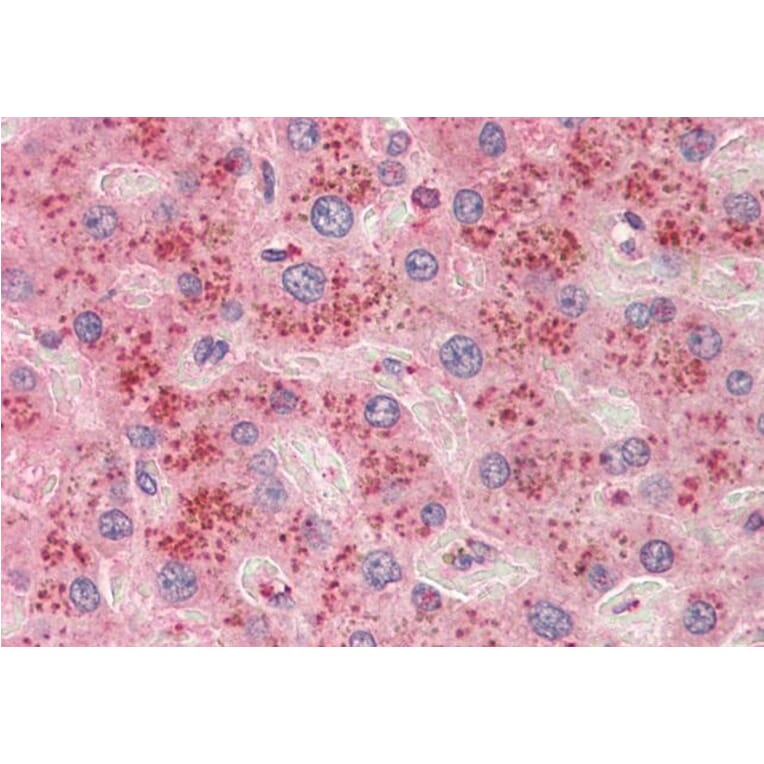 Immunohistochemistry - Anti-BGT-1 Antibody (A83618) - Antibodies.com