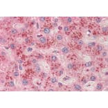 Immunohistochemistry - Anti-BGT-1 Antibody (A83618) - Antibodies.com