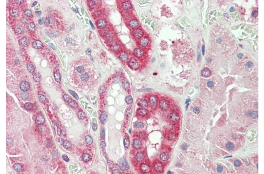 Immunohistochemistry - Anti-Calpain 1 Antibody (A83619) - Antibodies.com