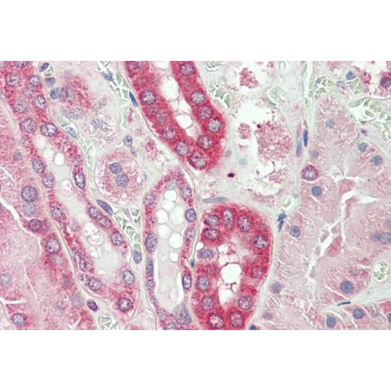 Immunohistochemistry - Anti-Calpain 1 Antibody (A83619) - Antibodies.com