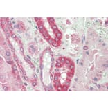 Immunohistochemistry - Anti-Calpain 1 Antibody (A83619) - Antibodies.com