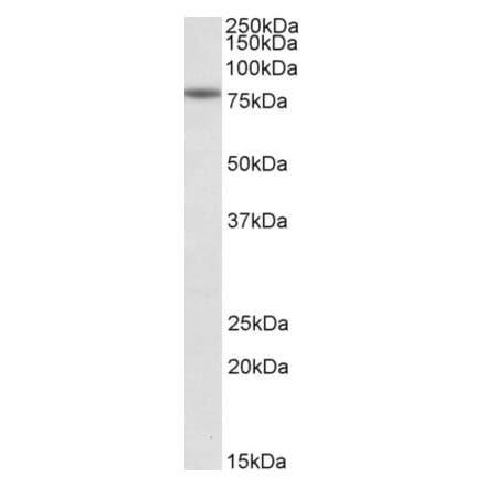 Western Blot - Anti-CAPN1 Antibody (A83619)