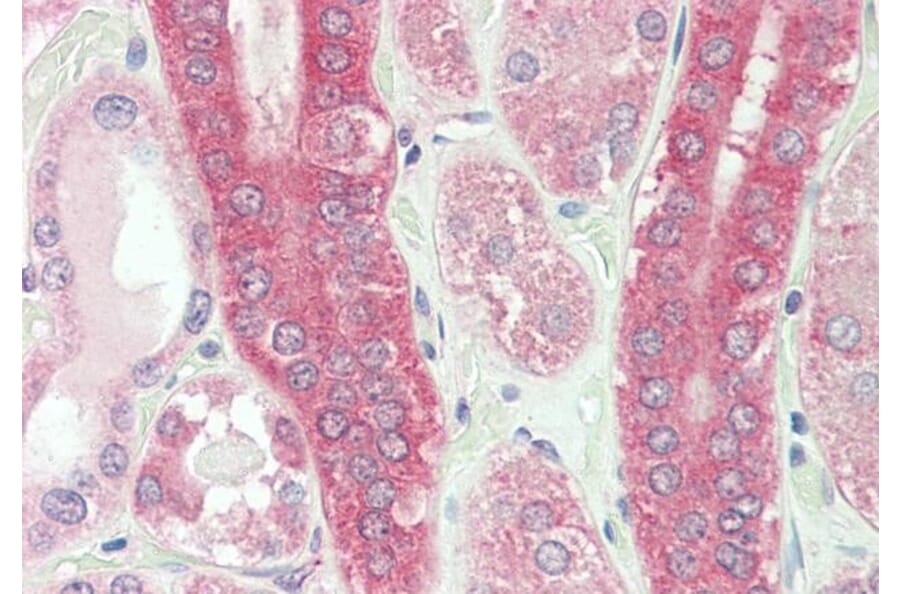 Immunohistochemistry - Anti-Calpain 1 Antibody (A83620) - Antibodies.com