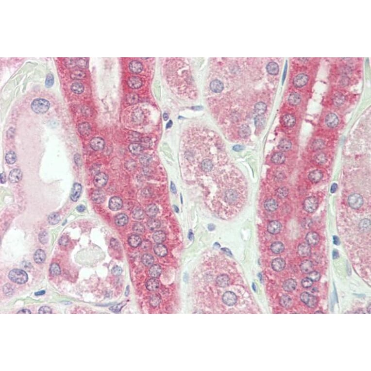 Immunohistochemistry - Anti-Calpain 1 Antibody (A83620) - Antibodies.com