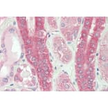 Immunohistochemistry - Anti-Calpain 1 Antibody (A83620) - Antibodies.com
