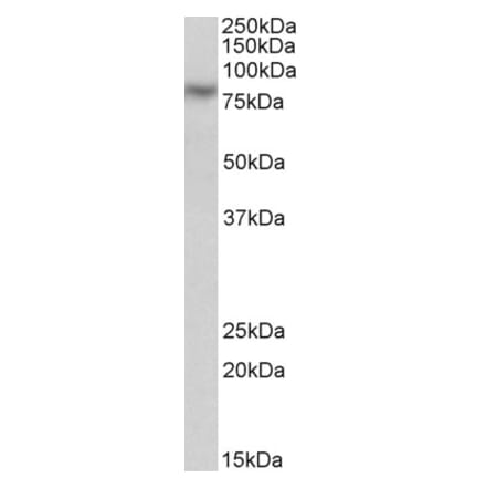 Western Blot - Anti-CAPN1 Antibody (A83620)