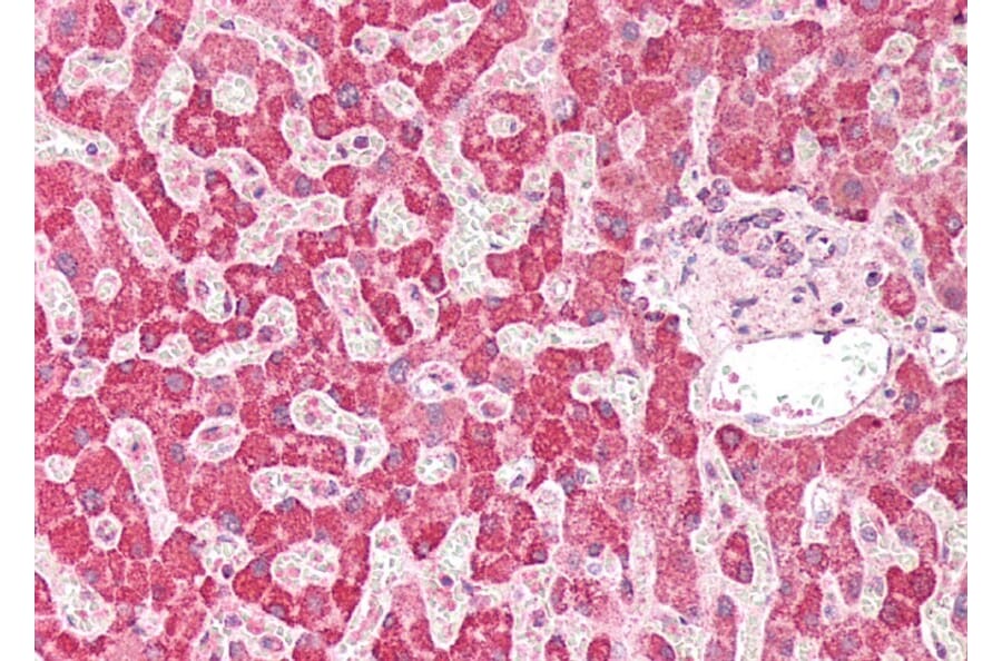 Immunohistochemistry - Anti-PLA2G2A Antibody (A83622) - Antibodies.com