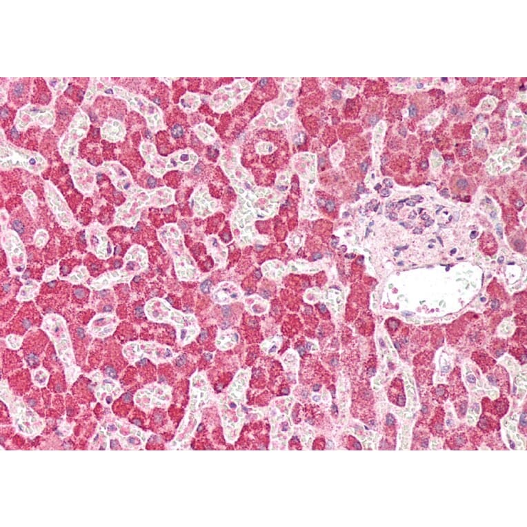 Immunohistochemistry - Anti-PLA2G2A Antibody (A83622) - Antibodies.com