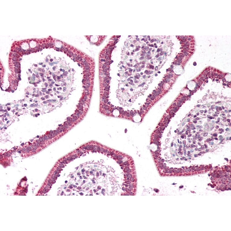 Immunohistochemistry - Anti-PLA2G2A Antibody (A83622) - Antibodies.com